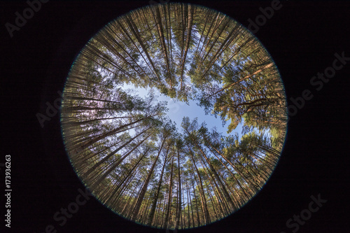 fish eye view of forest 