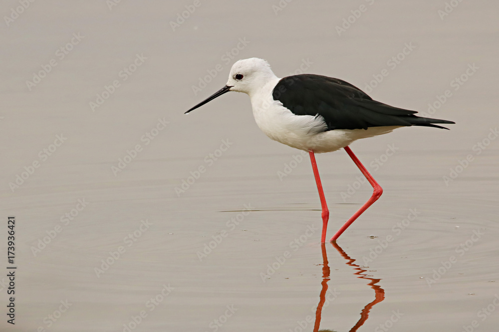 Cigüeñuela común en la Albufera de Valencia Cigüeñuela común en la Albufera de Valencia