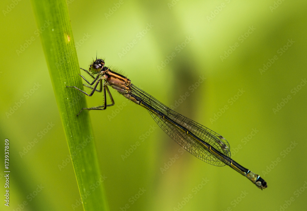 Female Blue-tailed Damselfly Female Blue-tailed Damselfly