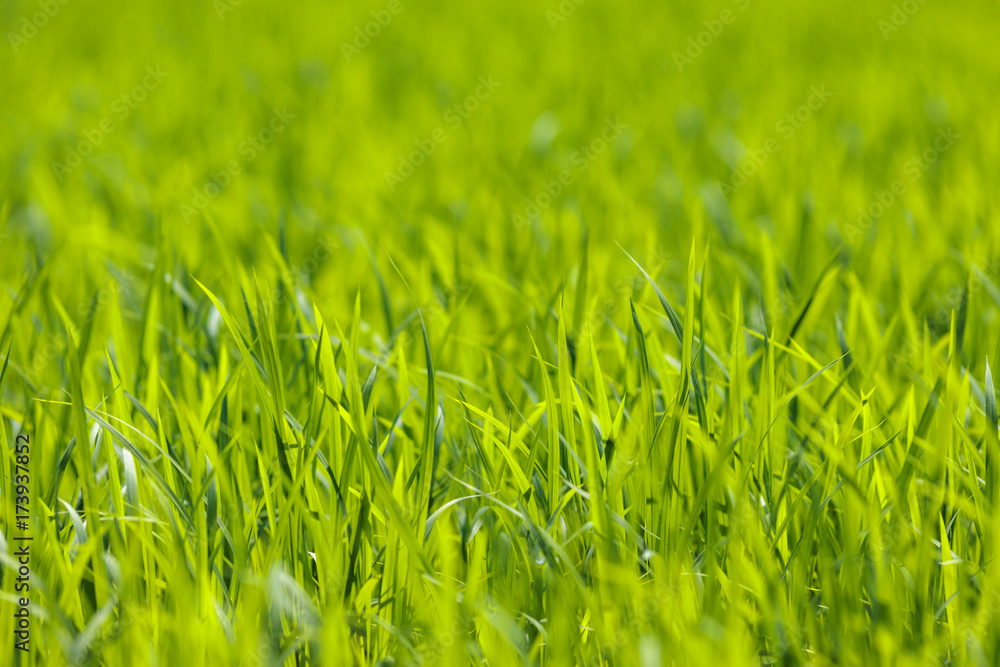 Fototapeta premium 水田と田舎道