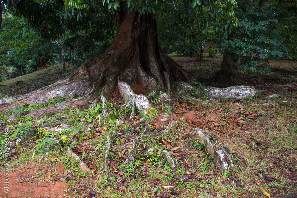 Beautiful green park in Dambulla Beautiful green park in Dambulla