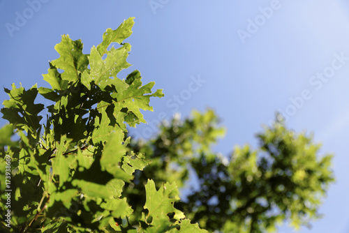 Oak leaves on the sky