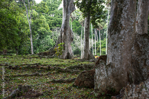 Beautiful green park in Dambulla