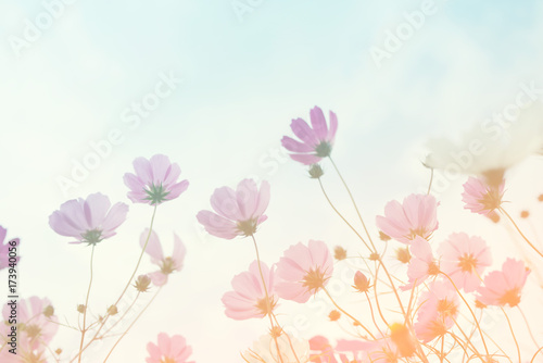Pink wild flowers against the background of the sky, bottom view, toned. Flower background, soft focus 