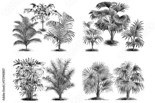 Illustrations of Palm. Set on white background