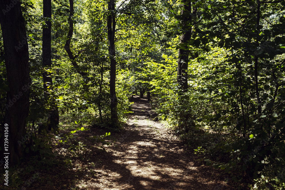 Obraz premium Diminishing Perspective Of Dirt Road Surrounded By Forest During Summer