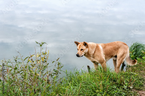 Big beautiful redhead dog hunting on the river. © oksanamedvedeva