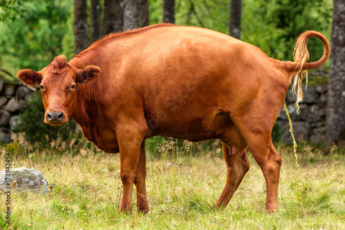 Photo Brown cow urinating while looking at you.