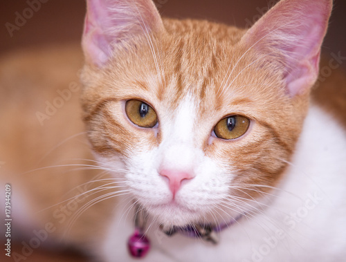 фотографія Gato