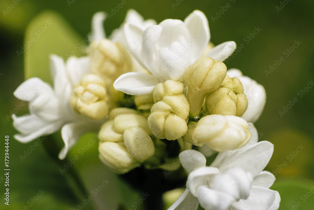 Close-Up Of White Delicate Lilac Or Syringa Vulgaris With Buds During Spring Close-Up Of White Delicate Lilac Or Syringa Vulgaris With Buds During Spring