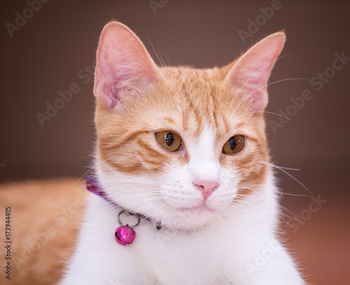 Foto Gato