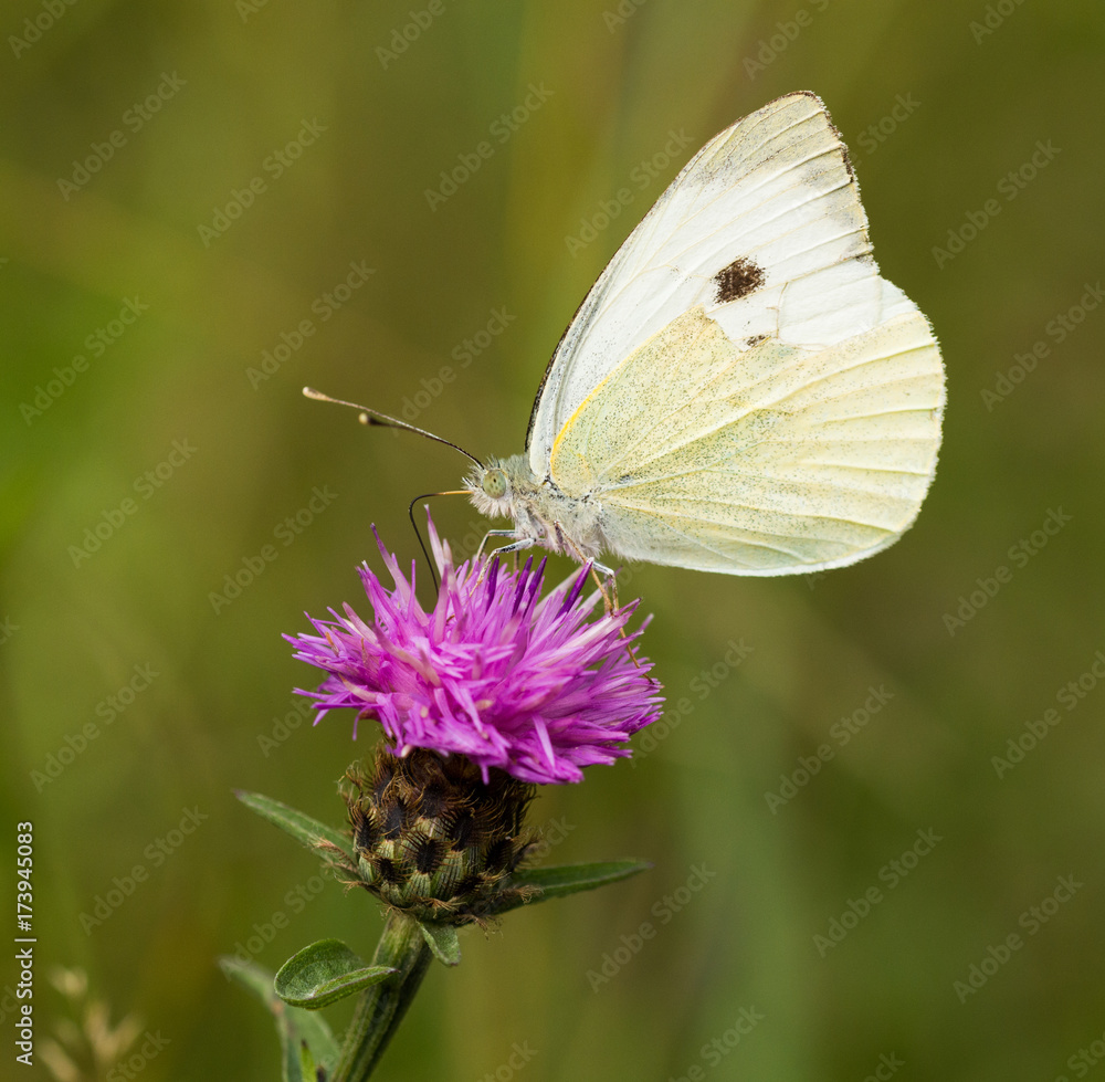 Large White Butterfly Perched on a Thistle Large White Butterfly Perched on a Thistle