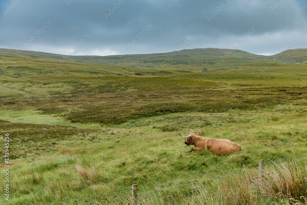 Fototapeta premium cows pastures in Scotland grasslands
