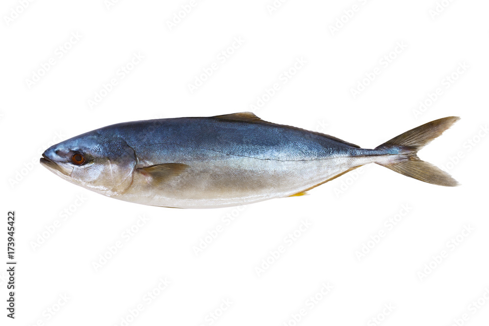Tuna fresh fish isolated on a white background Tuna fresh fish isolated on a white background