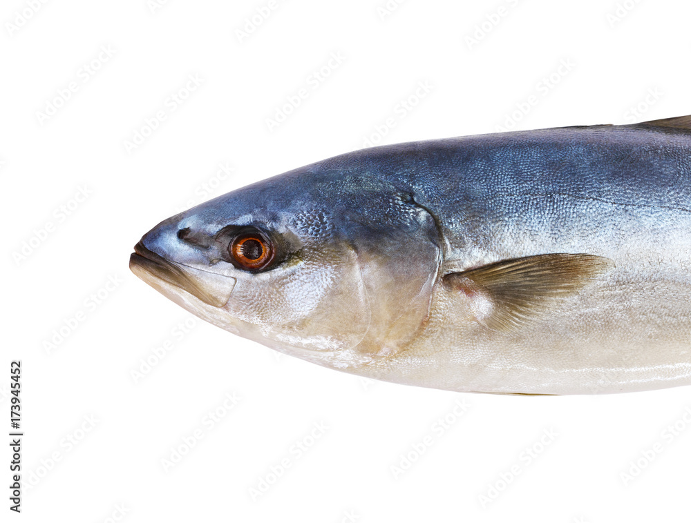Tuna fresh fish isolated on a white background Tuna fresh fish isolated on a white background