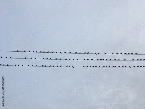 black and white, birds on line 