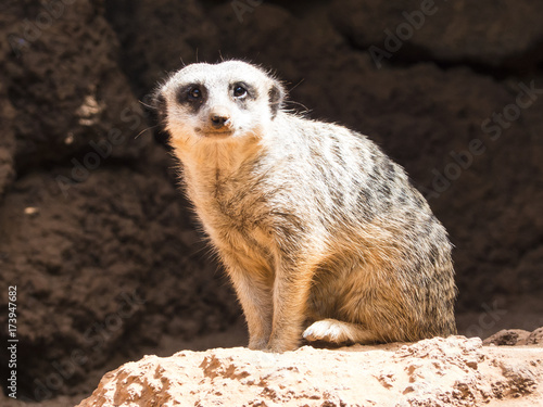 African Meerkat wild animal sitting in the sun and watching in allert.