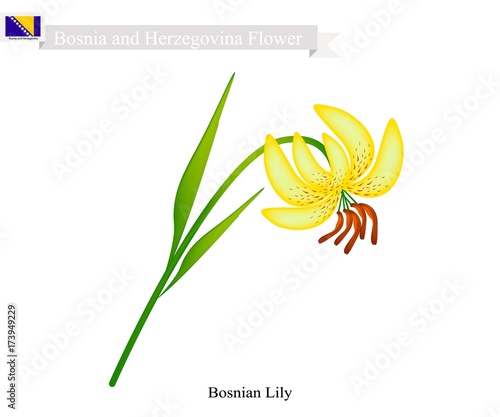 Bosnian Lily, The National Flower of Bosnia and Herzegovina