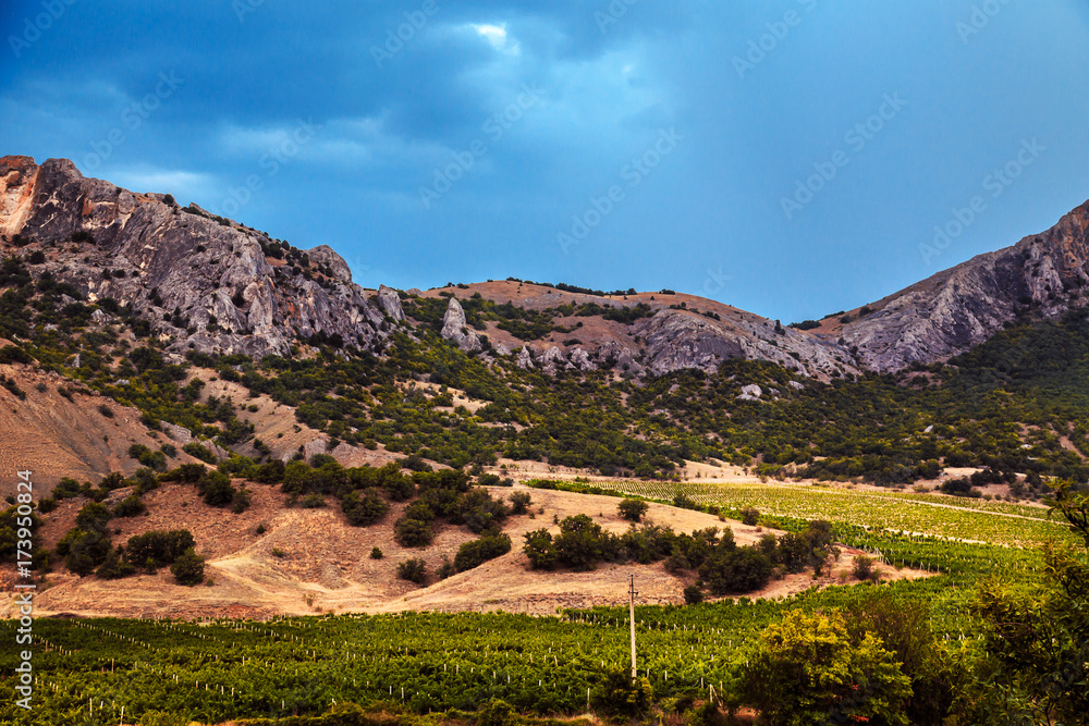 Vineyards at the foot of the Crimean mountains.