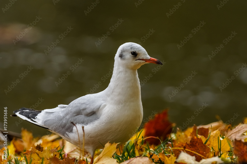 Black-headed Gull (Chroicocephalus Ridibundus) Black-headed Gull (Chroicocephalus Ridibundus)