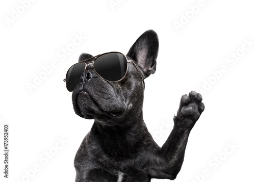 Fototapeta Naklejka Na Ścianę i Meble -  posing dog with sunglasses high five
