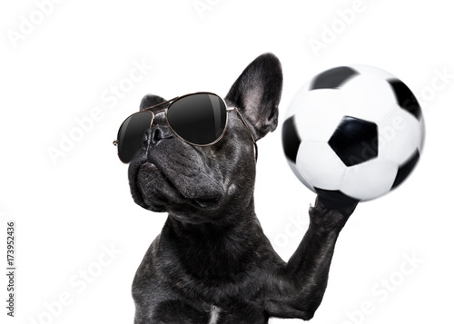 soccer player dog