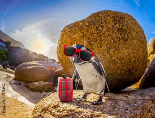 African Penguin with sunglasses at the beach