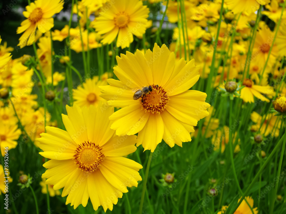 Yellow flowers of lance-leaved coreopsis (Coreopsis lanceolata) in garden. Textured Yellow flowers of lance-leaved coreopsis (Coreopsis lanceolata) in garden. Textured