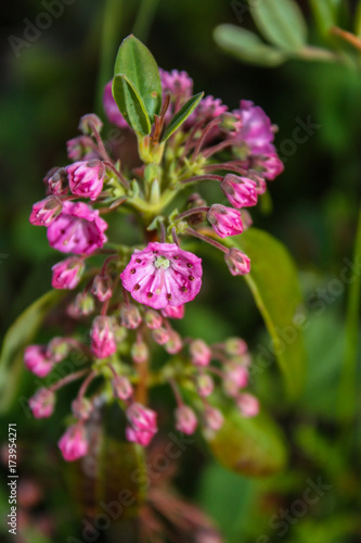 small pink flowers