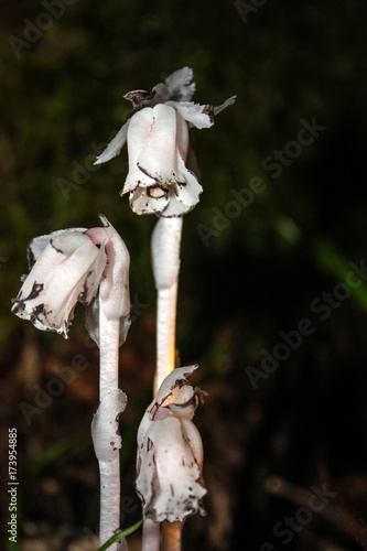 Indian pipe ghost plant growing in forest