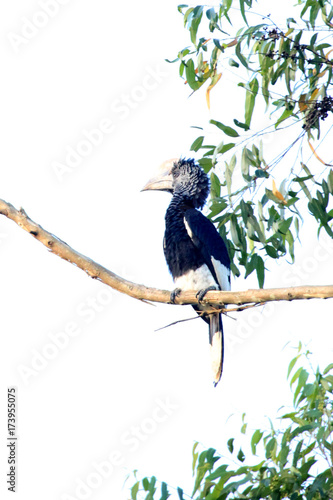 Black & White Casqued Hornbill- Bigodi Wetlands - Uganda, Africa photo