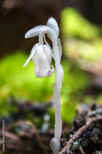 Ghost Flower - Monotropa uniflora