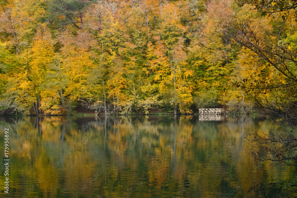 Soft view of autumn landscape, dry trees, golden sky, tree reflected in lake, seasons change, sunny day, autumnal park, fall nature. Soft view of autumn landscape, dry trees, golden sky, tree reflected in lake, seasons change, sunny day, autumnal park, fall nature.