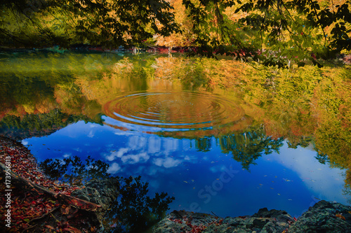 Soft view of autumn landscape  dry trees  golden sky  tree reflected in lake  seasons change  sunny day  autumnal park  fall nature.