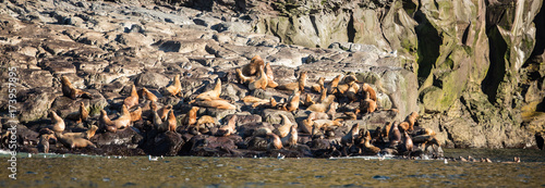 A colony of sea lions, Russia © Janelle