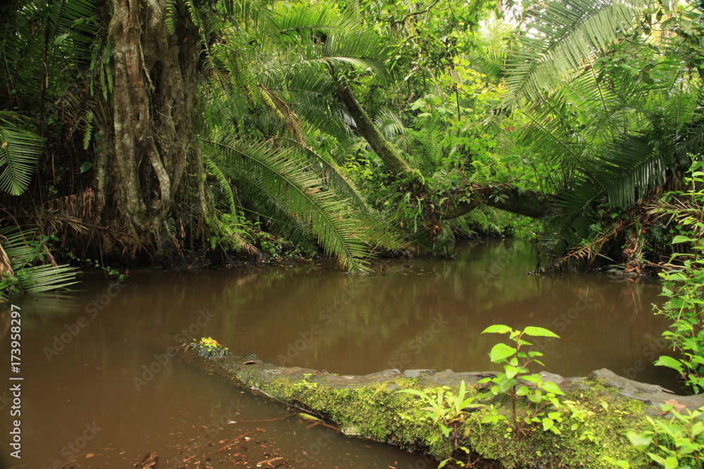 Jungle - Bigodi Swamps - Uganda Jungle - Bigodi Swamps - Uganda