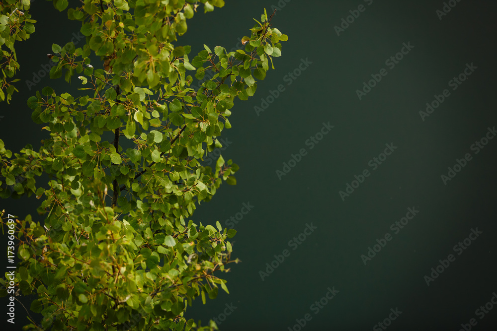 Obraz premium Green leaves background