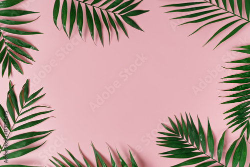 Fototapeta green leaves of palm tree