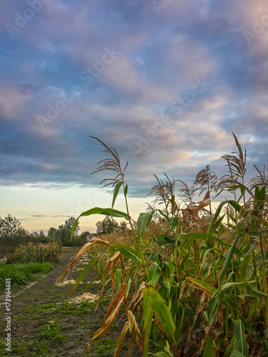 Astonishing sunset sky covered with cumulus blue clouds and green corn field