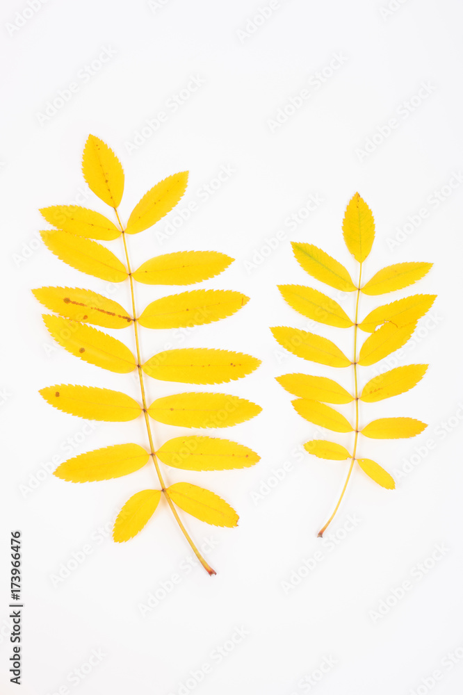 Yellow rowan leaves Yellow rowan leaves