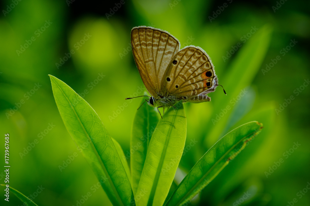 Fototapeta premium Butterfly