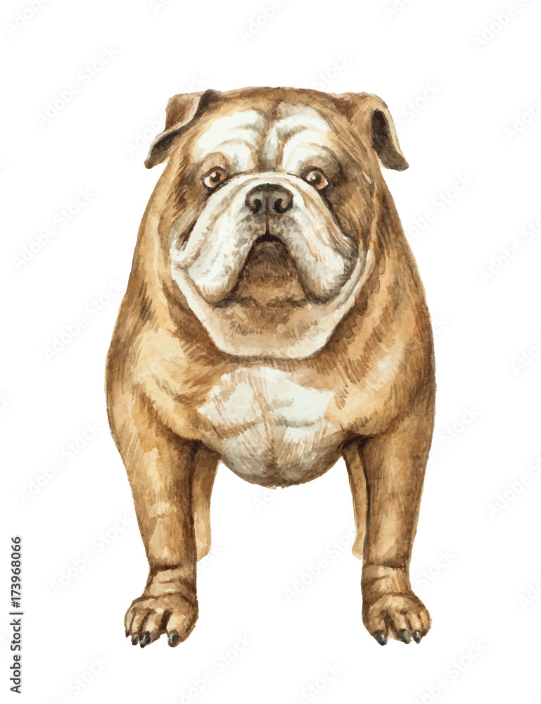 Watercolor vector English bulldog isolated on white background.