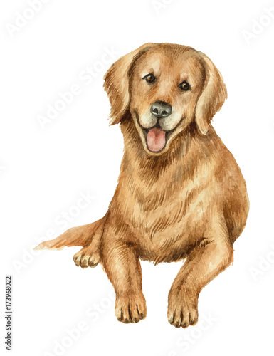 Watercolor vector retriever isolated on white background.