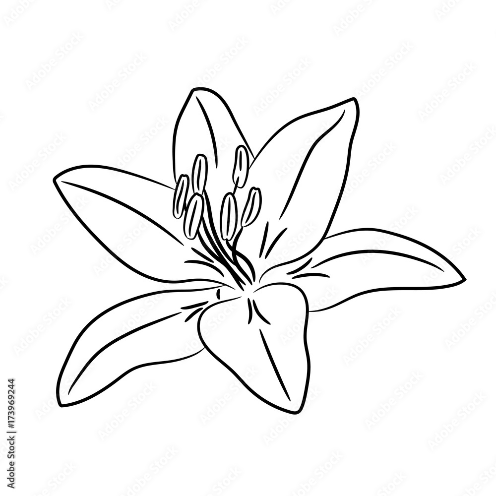 Bud flower with white petal from the contour black lines of vector illustration