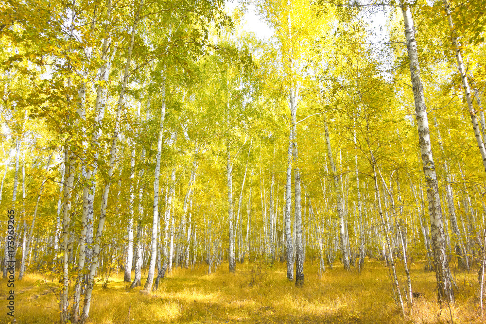 Fototapeta premium brzozowy las