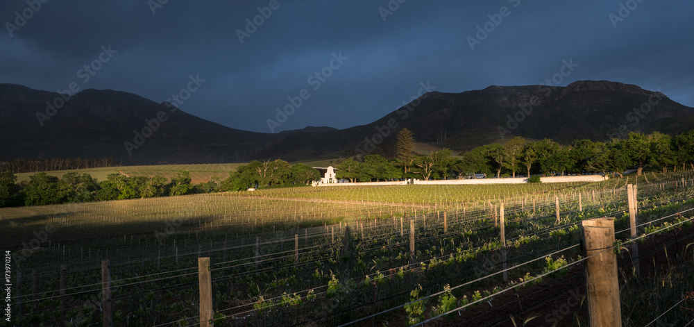 Fototapeta premium Groot Constantia