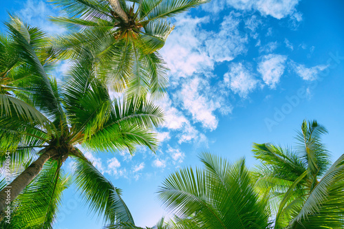 Green palm tree against blue sky and white clouds
