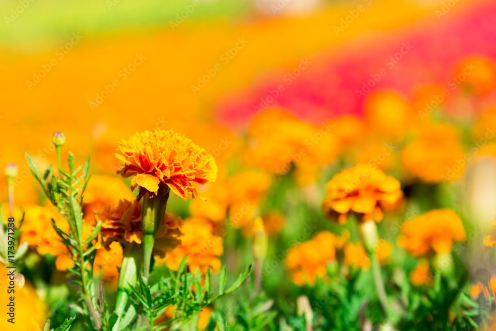 Fototapeta premium Marigold flowers on sunny day