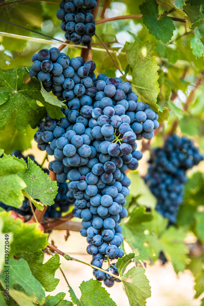 Obraz premium Uva, Nebbiolo, Barolo