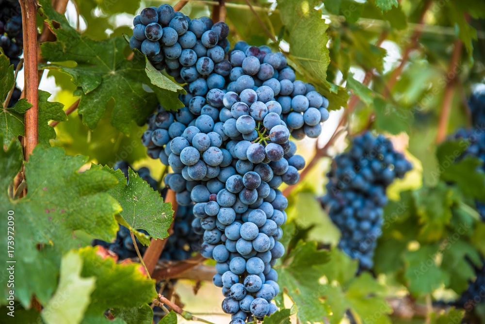 Fototapeta premium Uva, Nebbiolo, Barolo